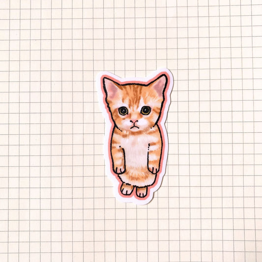 El Gato Cat Meme Sticker